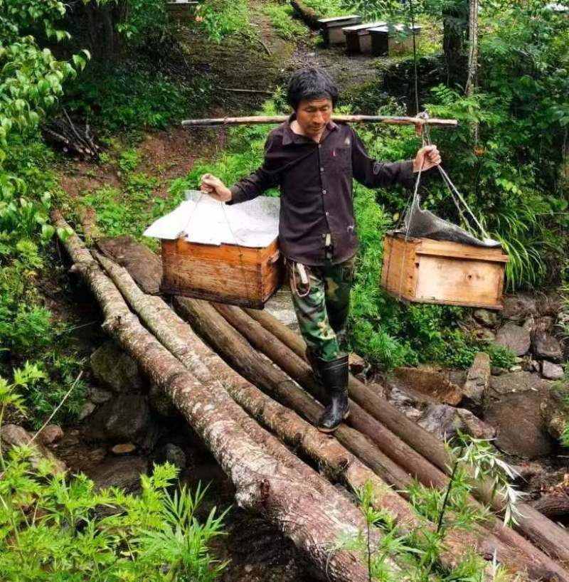 【正宗】陕西土蜂蜜量大从优保质保量自家养殖一手货源