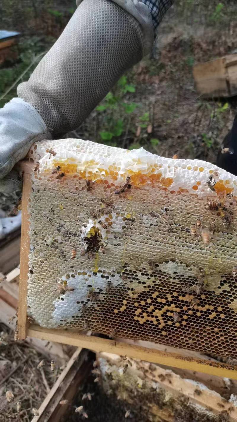 【正宗】陕西土蜂蜜量大从优保质保量自家养殖一手货源