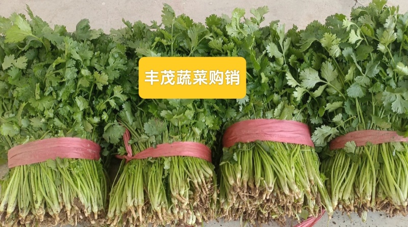 精品大叶香菜常年供应质量保证一手货源