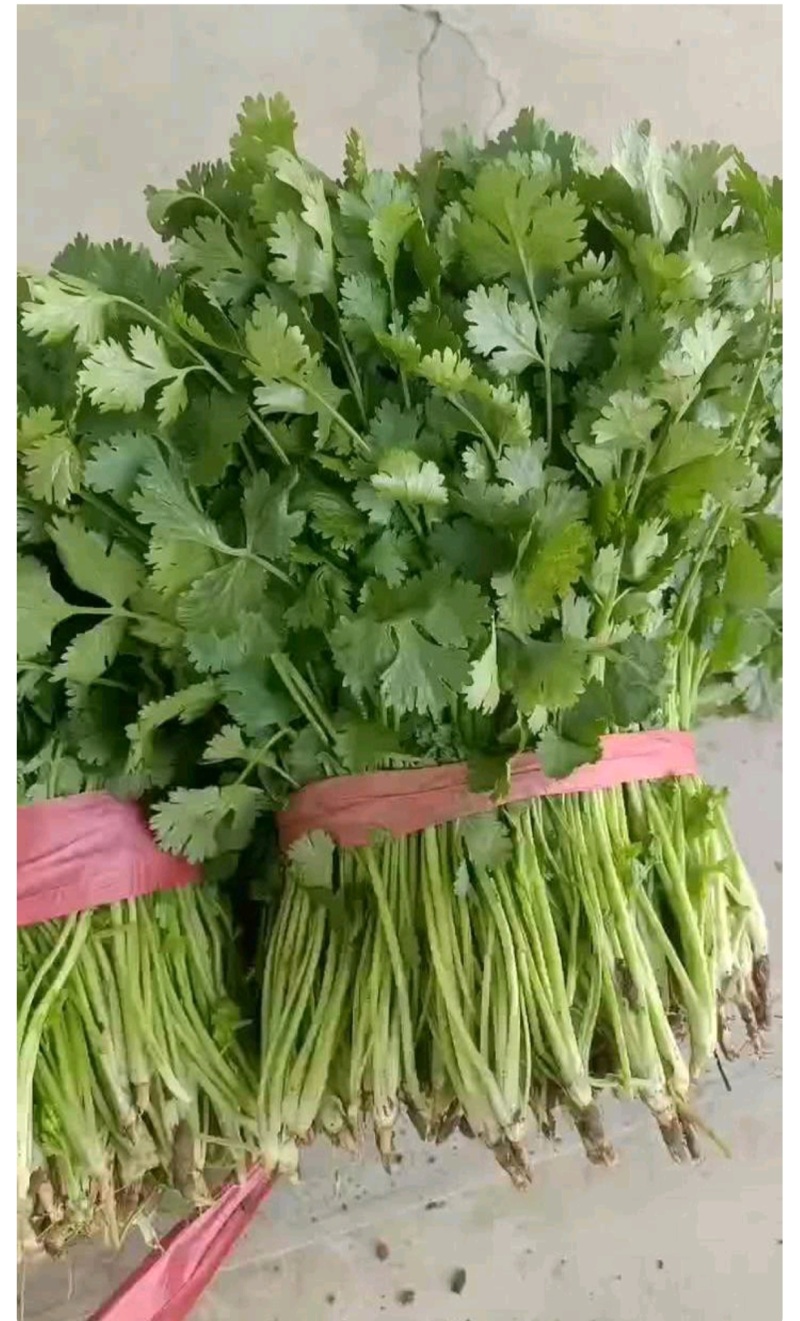精品大叶香菜常年供应质量保证一手货源