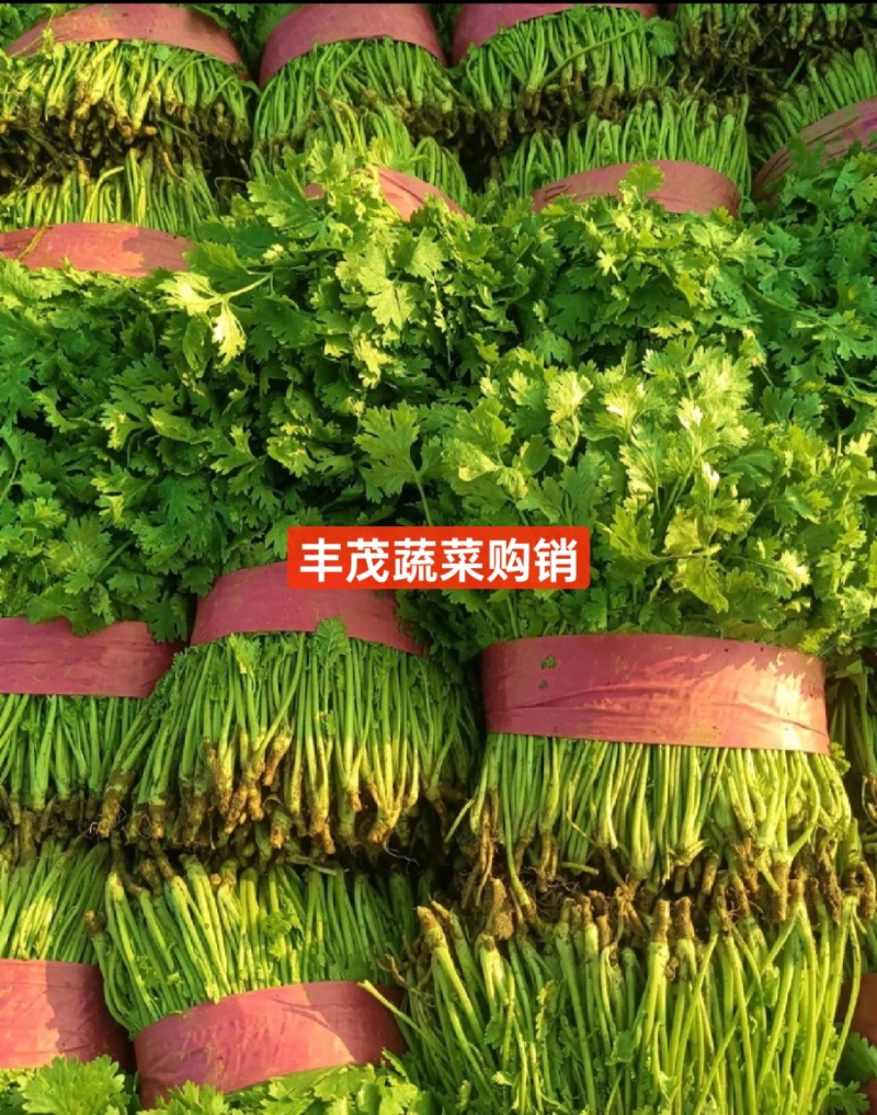 精品大叶香菜常年供应质量保证一手货源