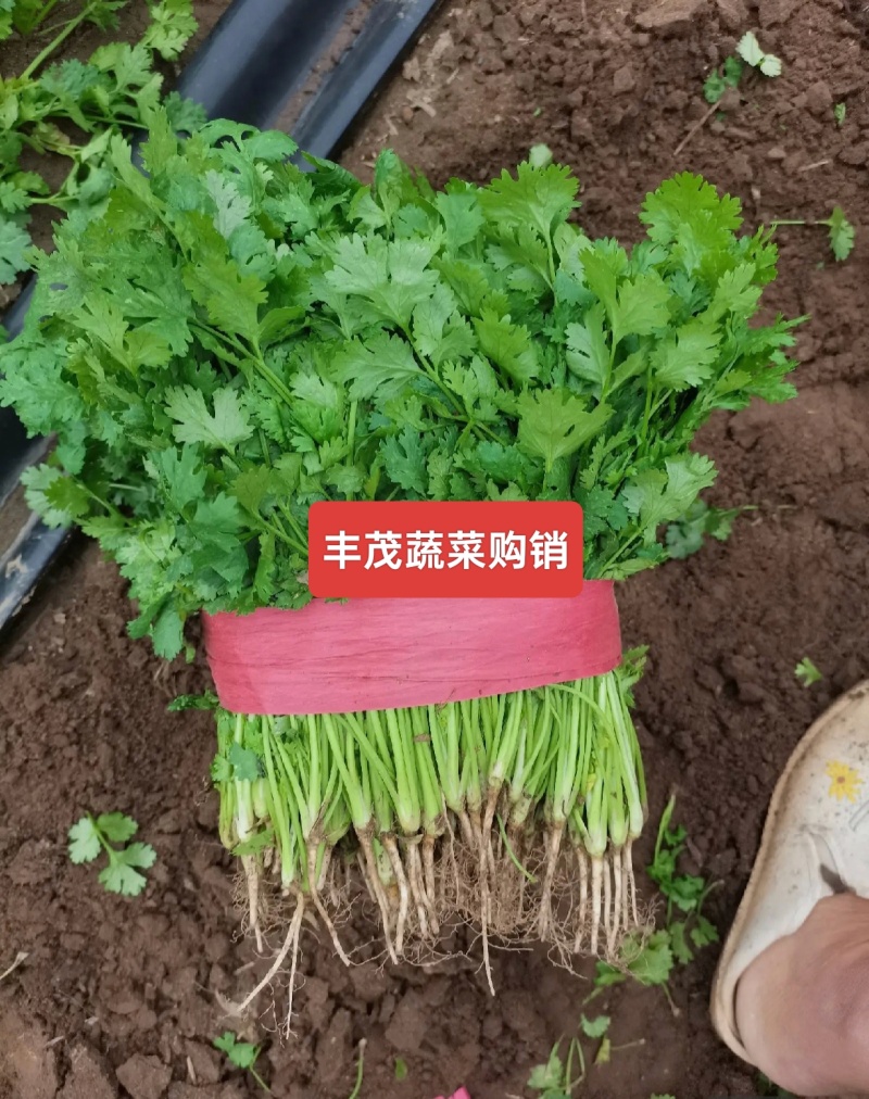 精品大叶香菜常年供应质量保证一手货源