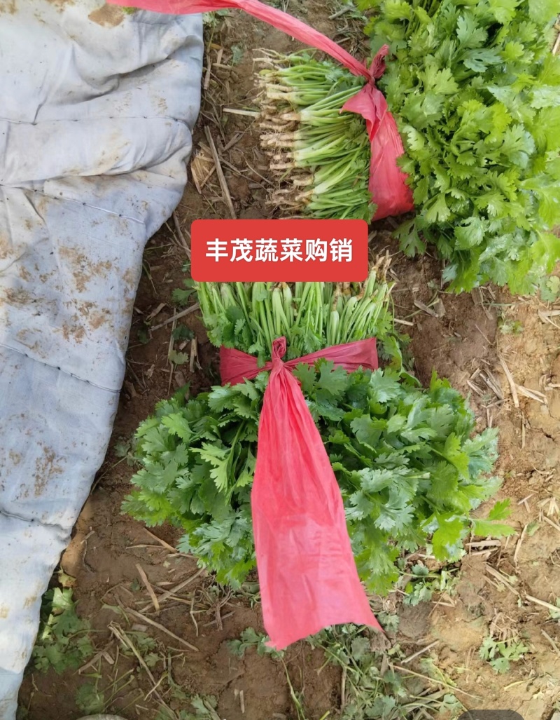 精品大叶香菜常年供应质量保证一手货源