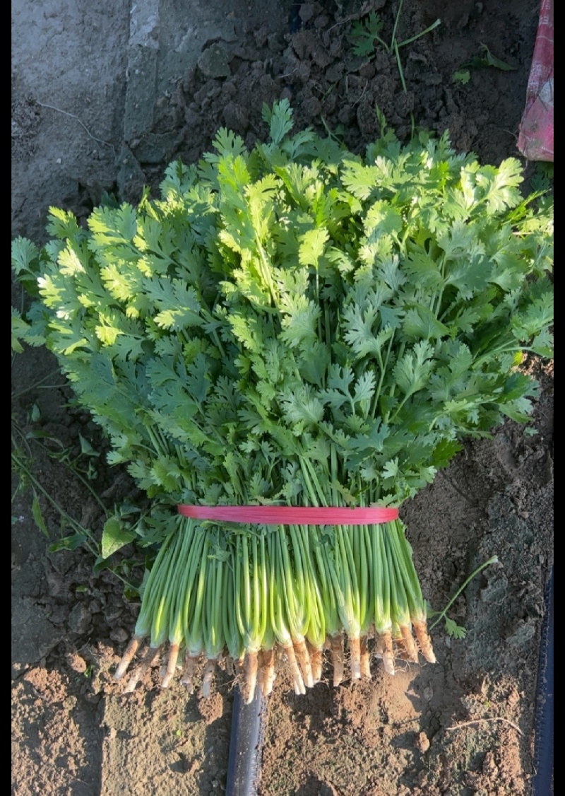 精品大叶香菜常年供应质量保证一手货源