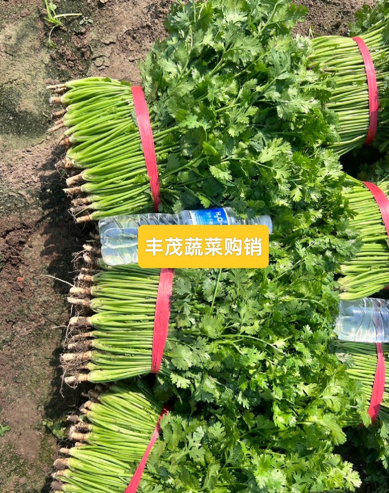 精品大叶香菜常年供应质量保证一手货源