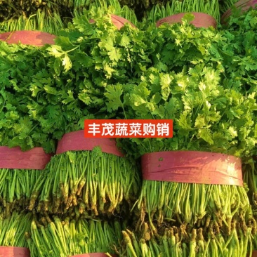 精品大叶香菜常年供应质量保证一手货源