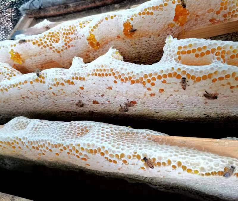 【有好货】正宗陕西土蜂蜜保质保量对接全国货源充足量大从