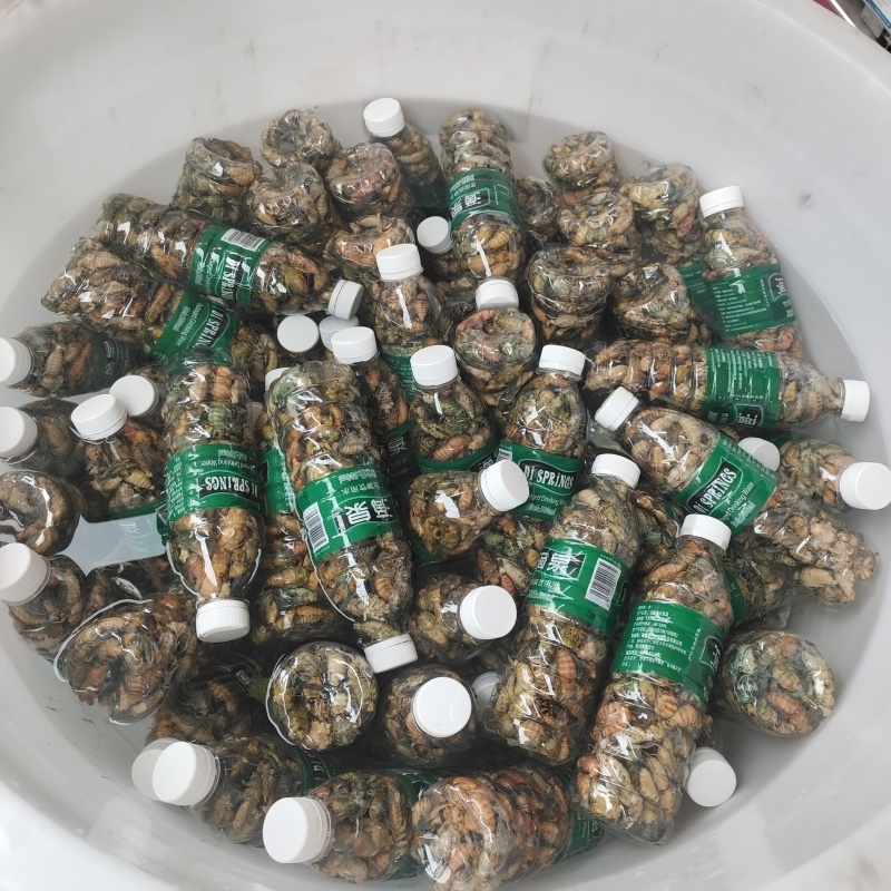 凉山金蝉，白蝉现货