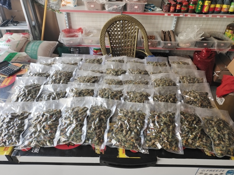 凉山金蝉，白蝉现货