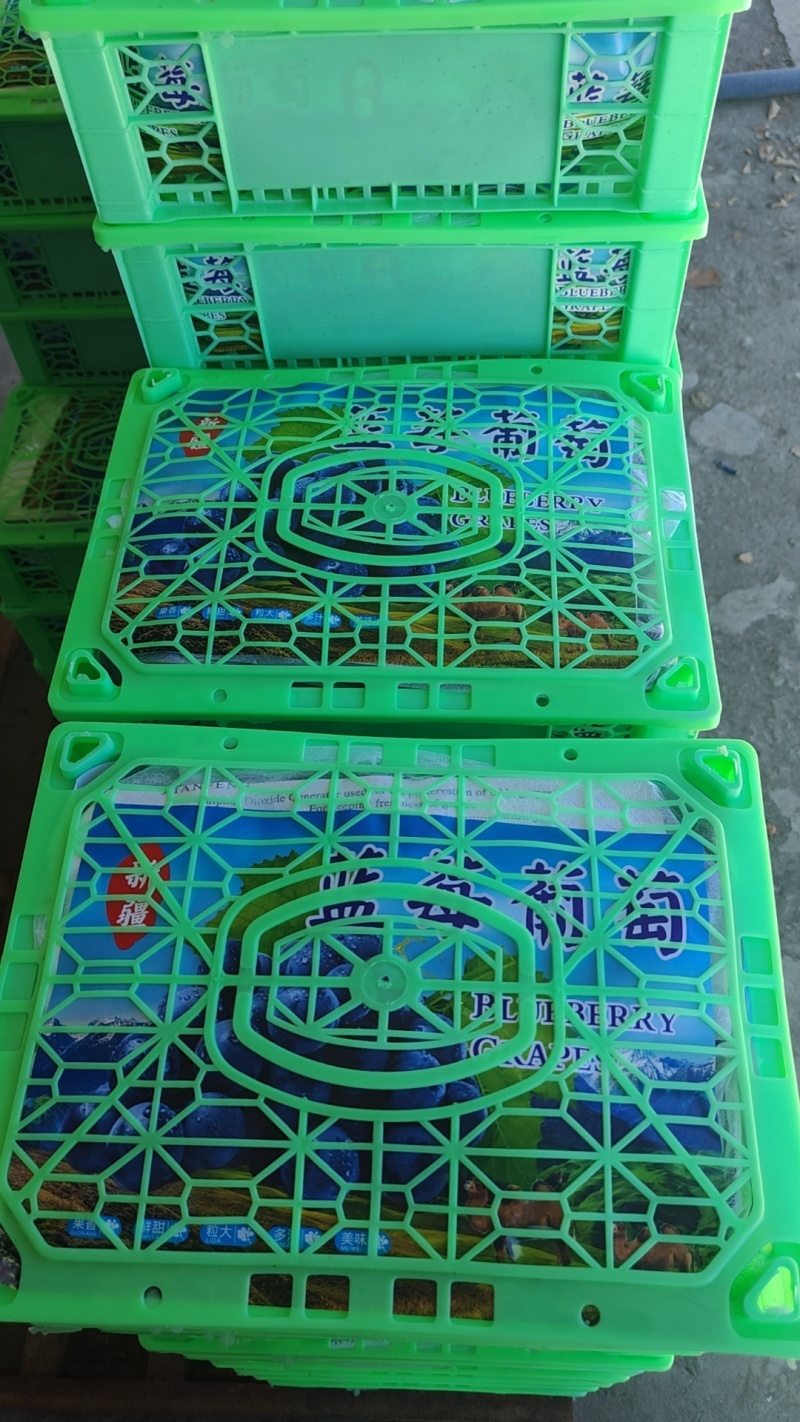 新疆蓝莓葡萄，产地直发，需要的老板联系我