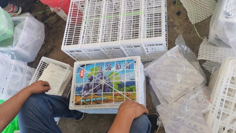 新疆蓝莓葡萄，产地直发，需要的老板联系我