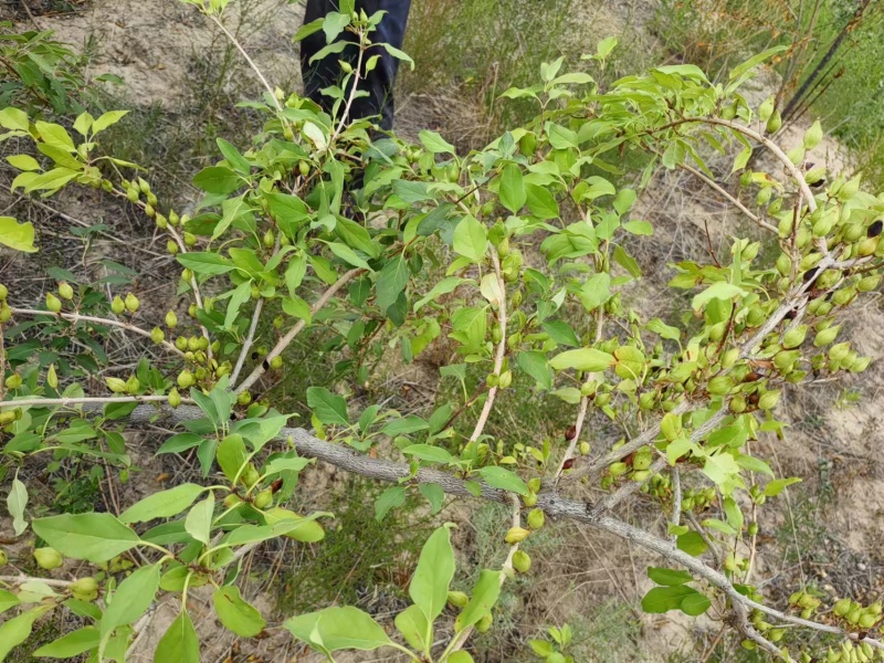 正规货源长期供应连翘原产地直供优质农产品
