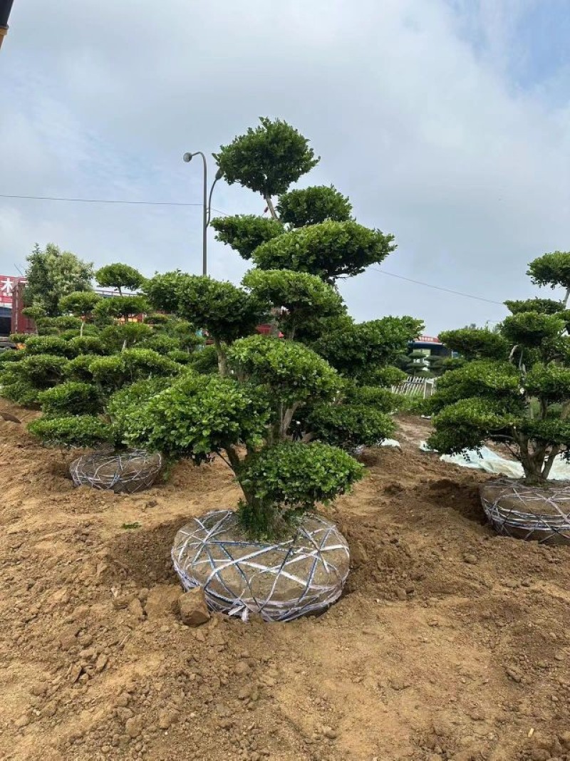 2.3米的黄杨造型