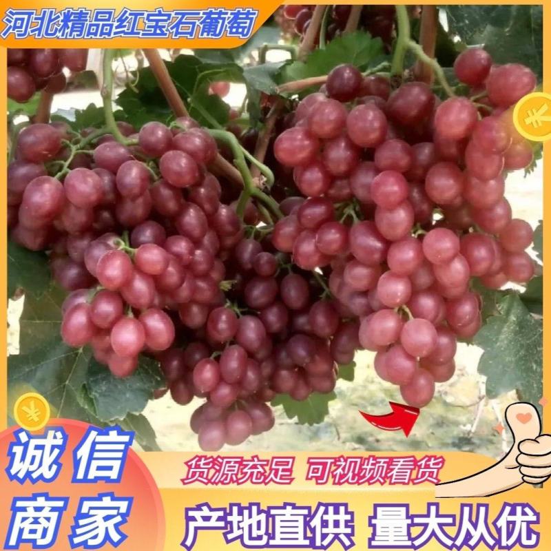 河北葡萄精品红宝石葡萄货源充足量大从优全国发货商超