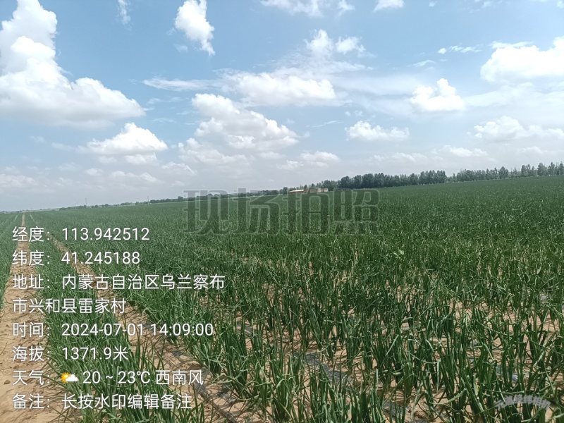 内蒙古红美洋葱