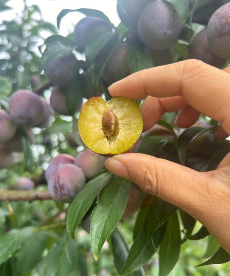 脆红李大量供应，四川产地直发，量大从优货源充足，新鲜发货