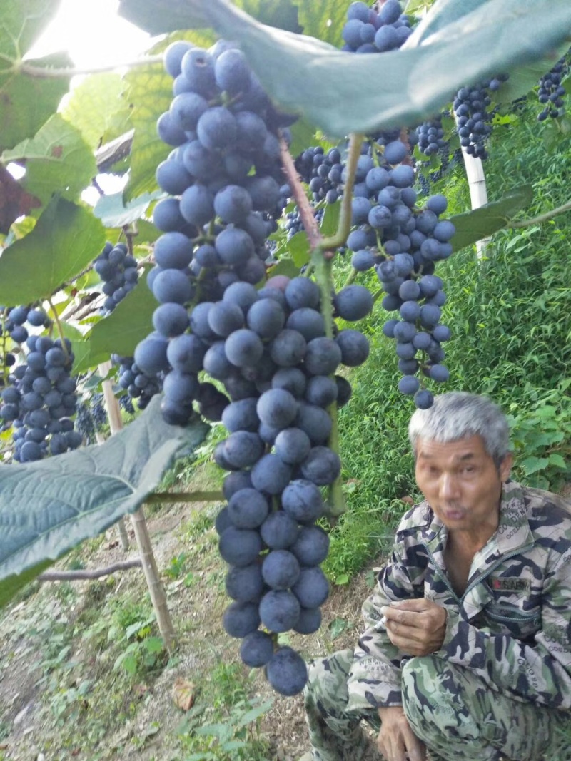 高山二号葡萄湖南怀化一手货源，产地直销，欢迎来电