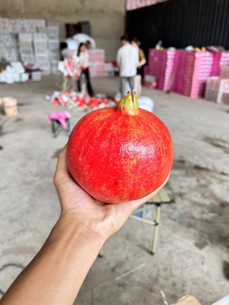 精品石榴，突尼斯软籽石榴大量上市产地一手货源，视频看货。
