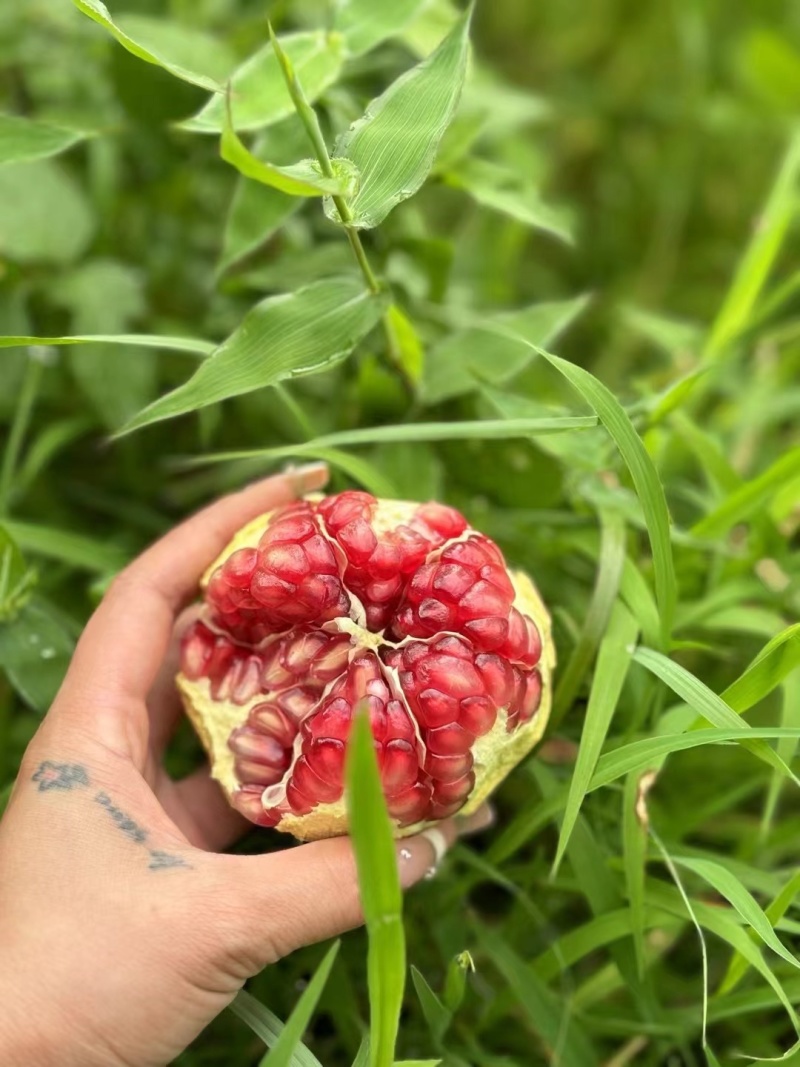 精品石榴，突尼斯软籽石榴大量上市产地一手货源，视频看货。