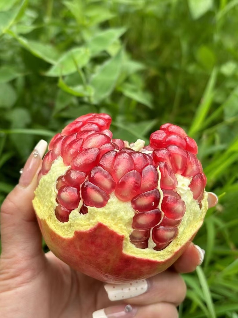 精品石榴，突尼斯软籽石榴大量上市产地一手货源，视频看货。