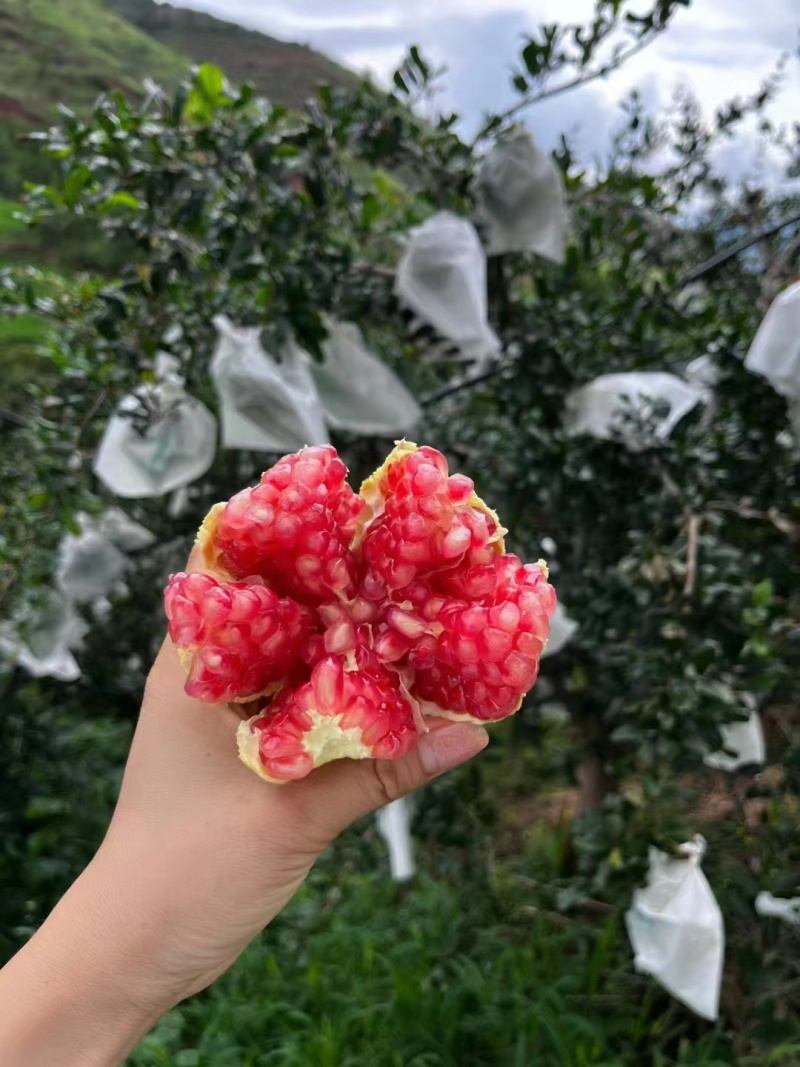 精品石榴，突尼斯软籽石榴大量上市产地一手货源，视频看货。