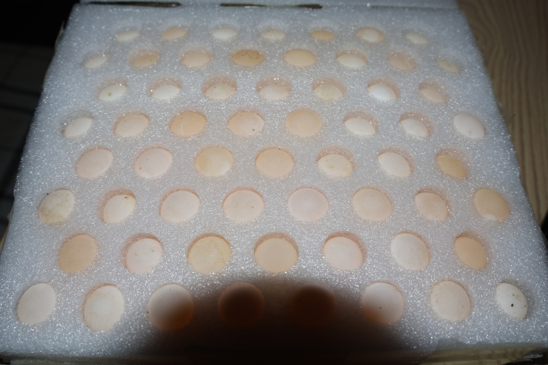 食用甲鱼蛋，现挖现发，保证新鲜
