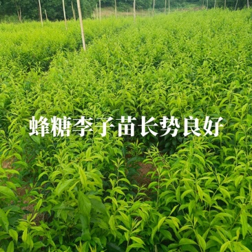 蜂糖李子苗，苗，苗，苗，苗，苗。