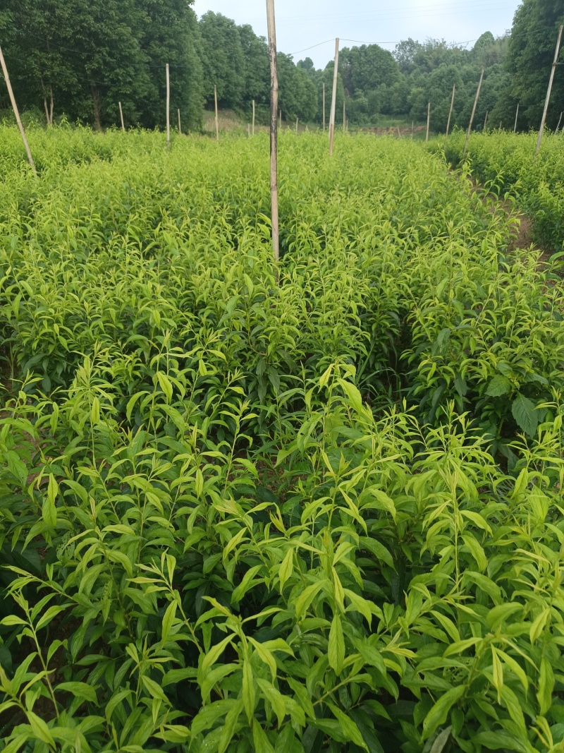 蜂糖李子苗，苗，苗，苗，苗，苗。