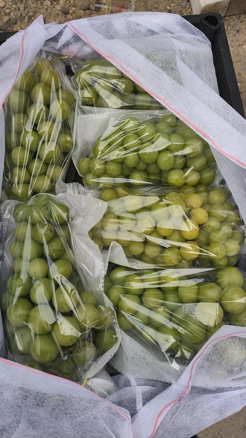阳光玫瑰烧棚果