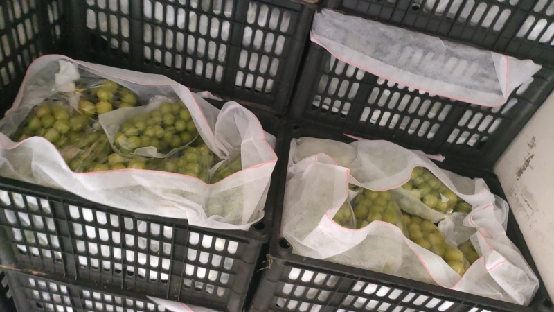 阳光玫瑰烧棚果