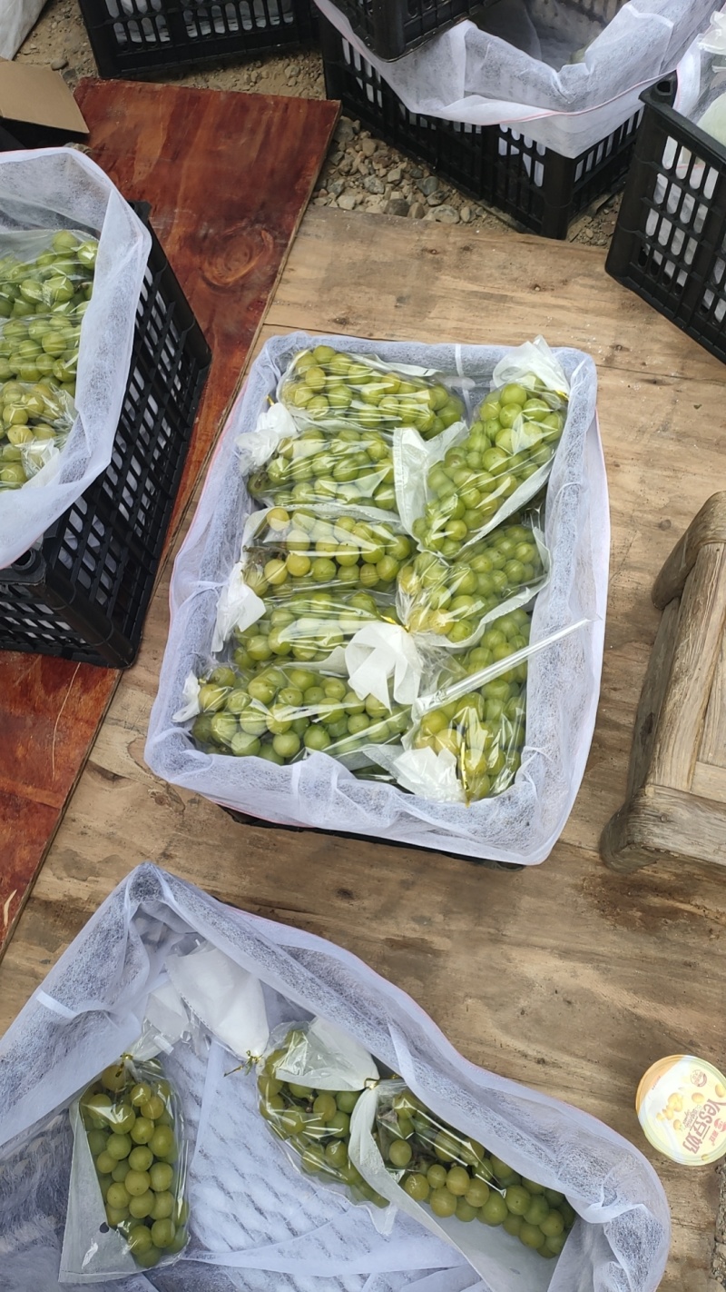 阳光玫瑰烧棚果