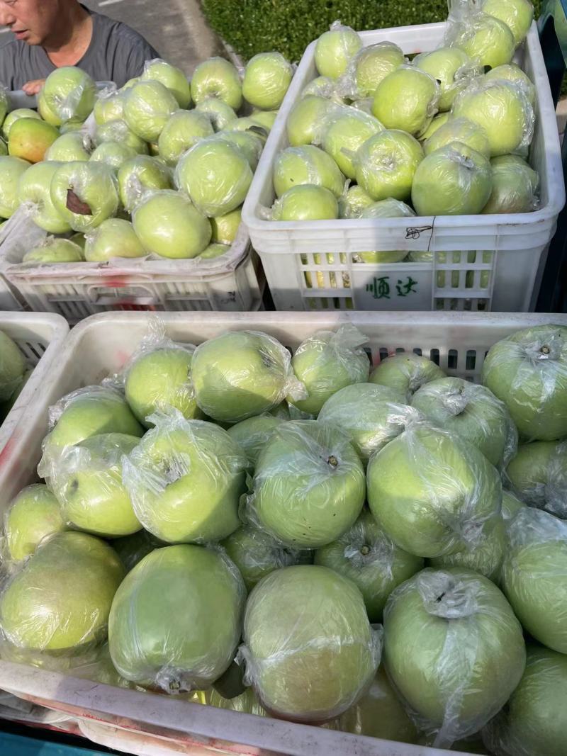 山东金帅苹果苹果大量批发品种齐全当天新鲜采摘