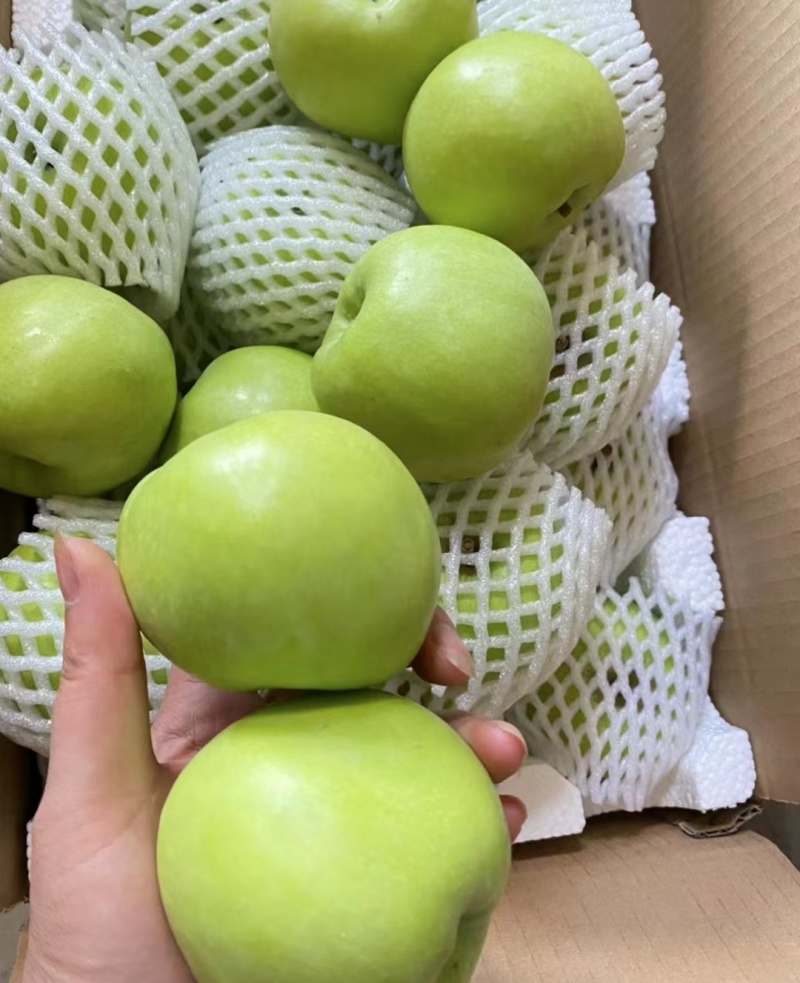 山东金帅苹果苹果大量批发品种齐全当天新鲜采摘
