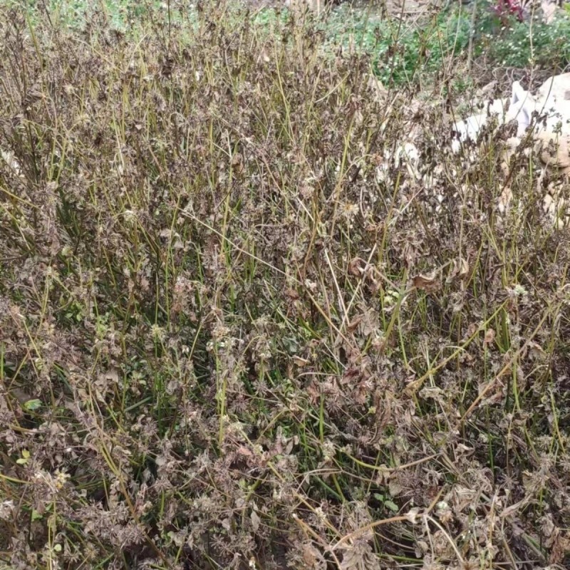 安道麦烈燚10%草铵膦(精粉)水剂柑橘树杂草正品农药灭生