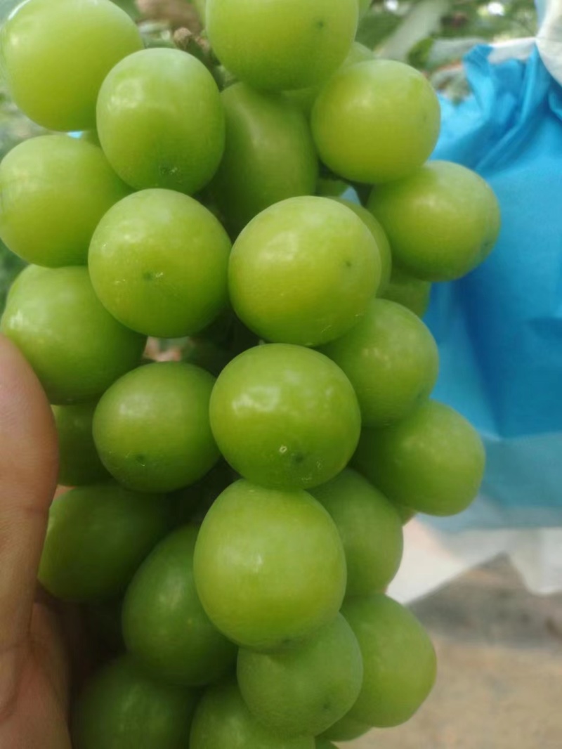 阳光玫瑰大量上市了糖分高口感好表光靓丽果粒大全国代发货