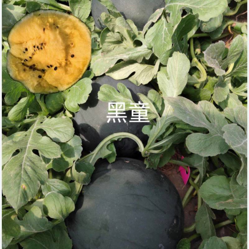然龙黑童黑皮黄肉西瓜种子5克/袋90粒左右