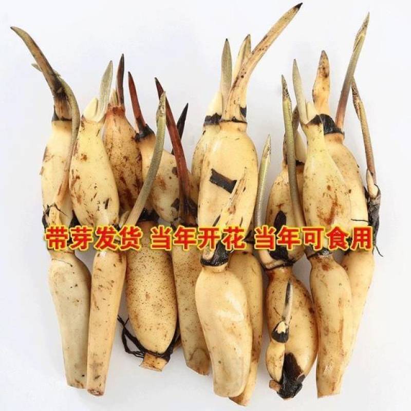 藕种批发，量大优惠，产地直发，价格优惠，欢迎致电