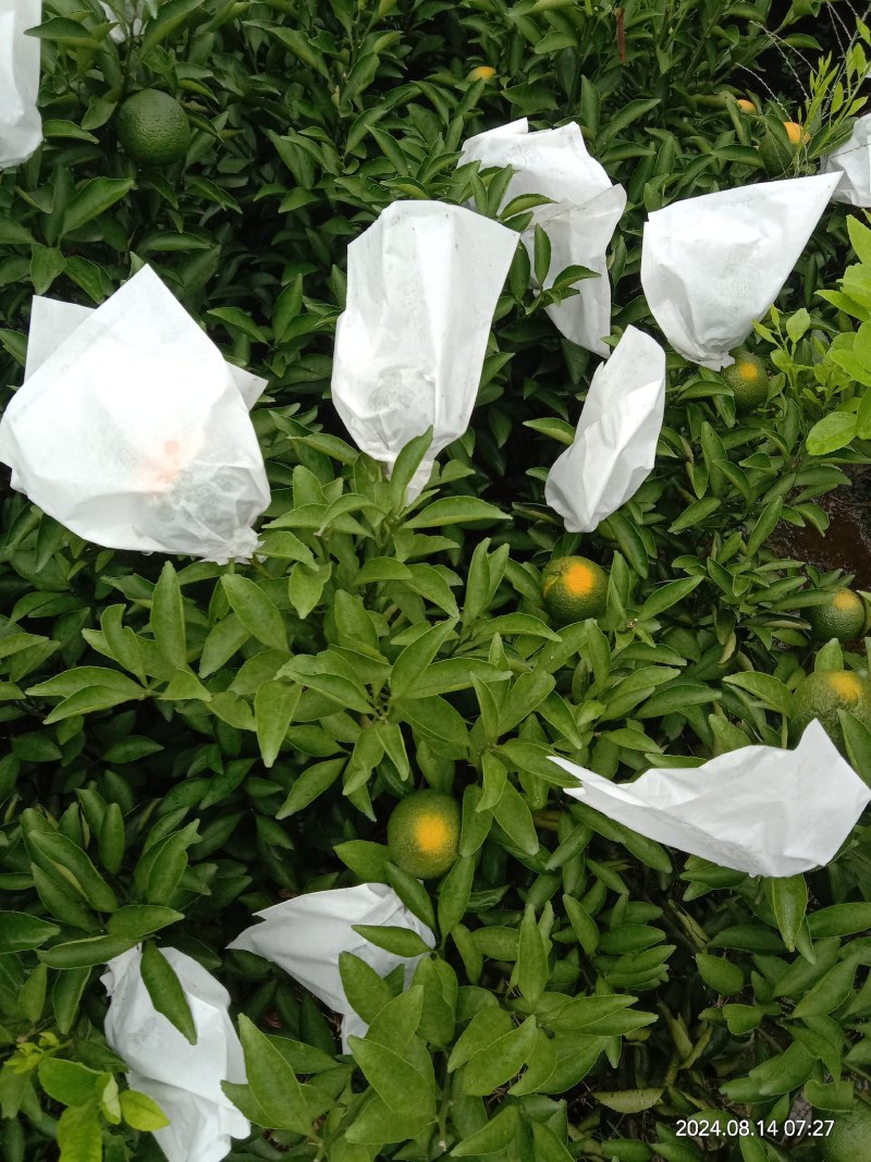 黄金贡柚移植苗