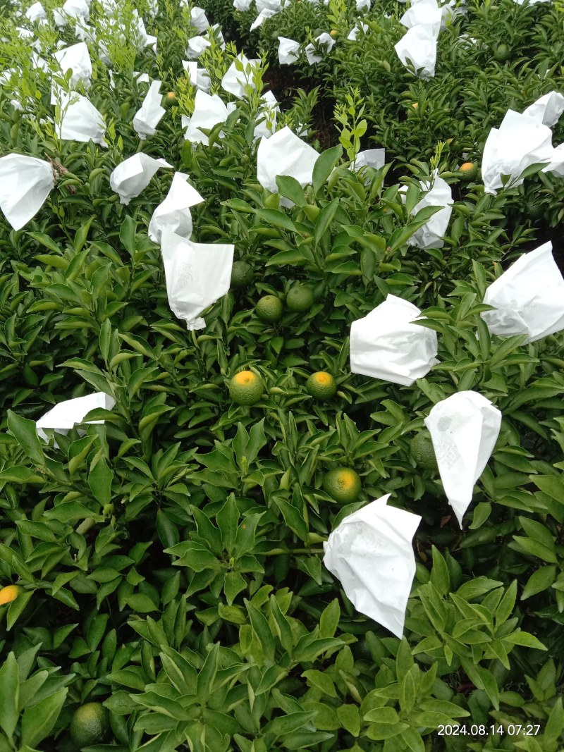 黄金贡柚移植苗
