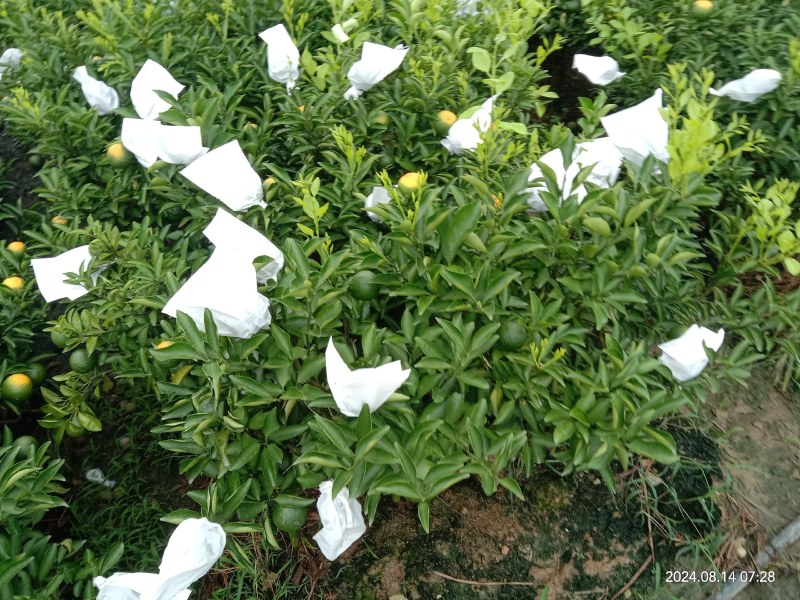 黄金贡柚移植苗