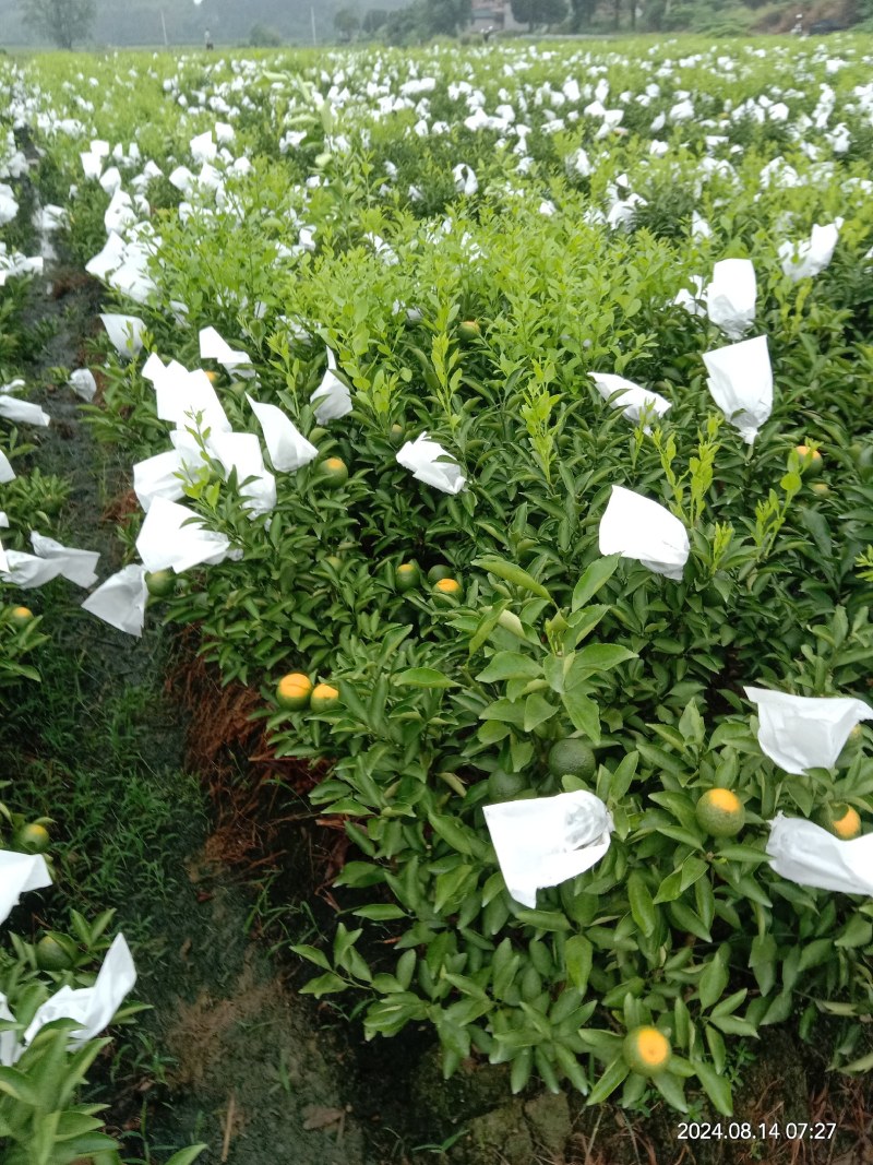 黄金贡柚移植苗