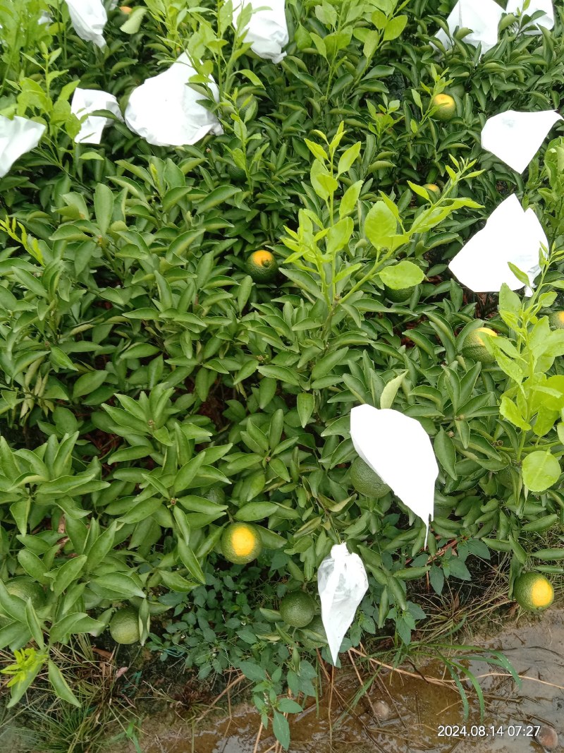 黄金贡柚移植苗