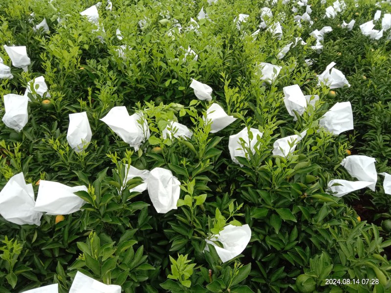 黄金贡柚移植苗