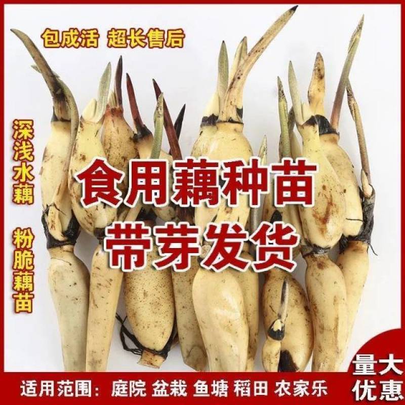 藕种批发，量大优惠，产地直发，价格优惠，欢迎致电
