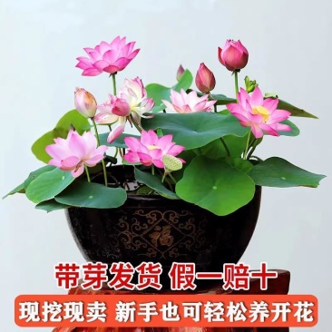 藕种批发，量大优惠，产地直发，价格优惠，欢迎致电