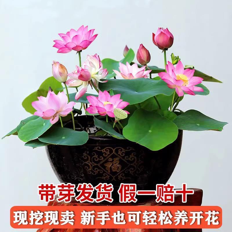 藕种批发，量大优惠，产地直发，价格优惠，欢迎致电