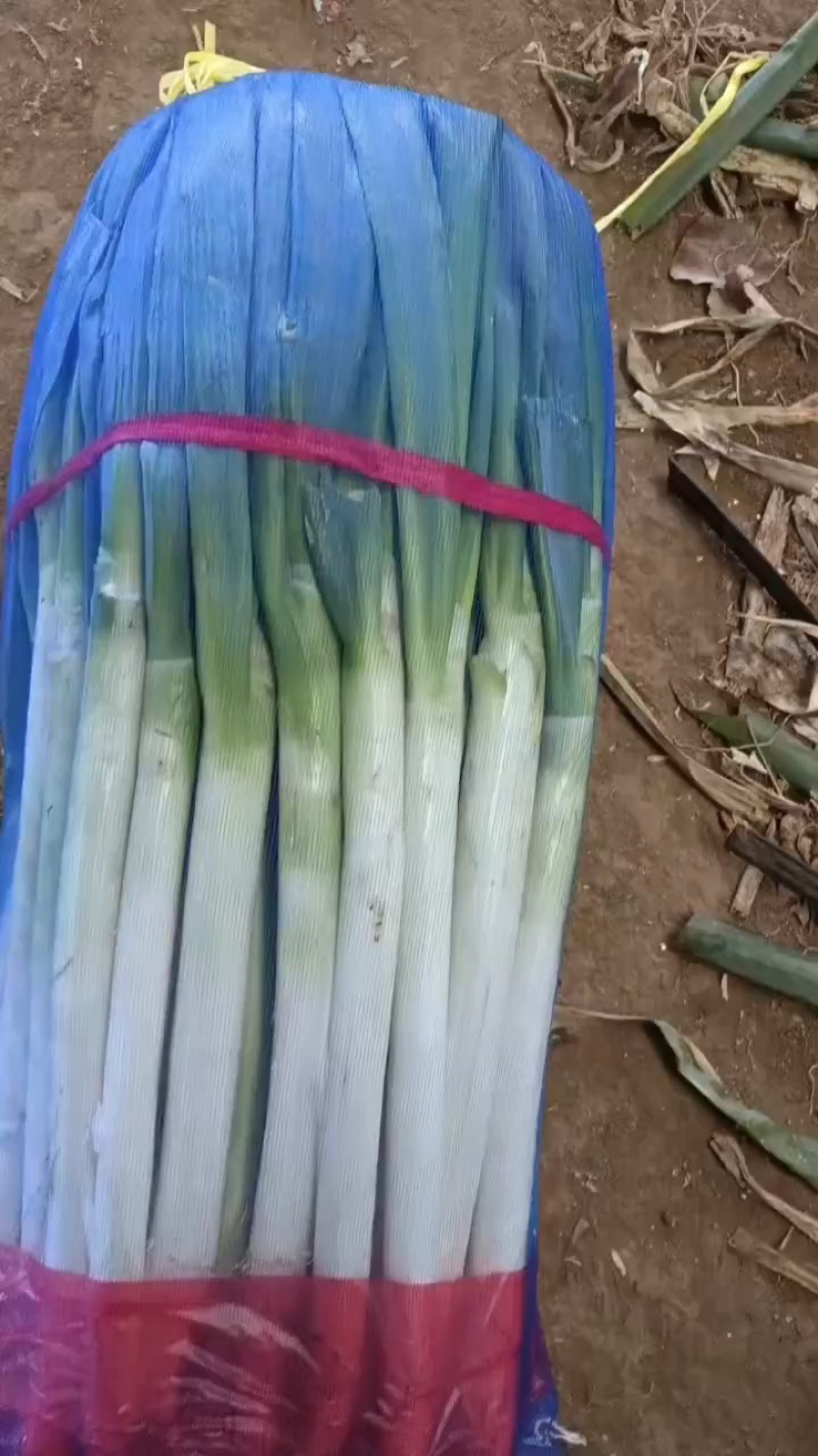 辽宁新民产地大葱大量上市