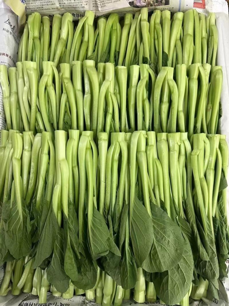云南菜心