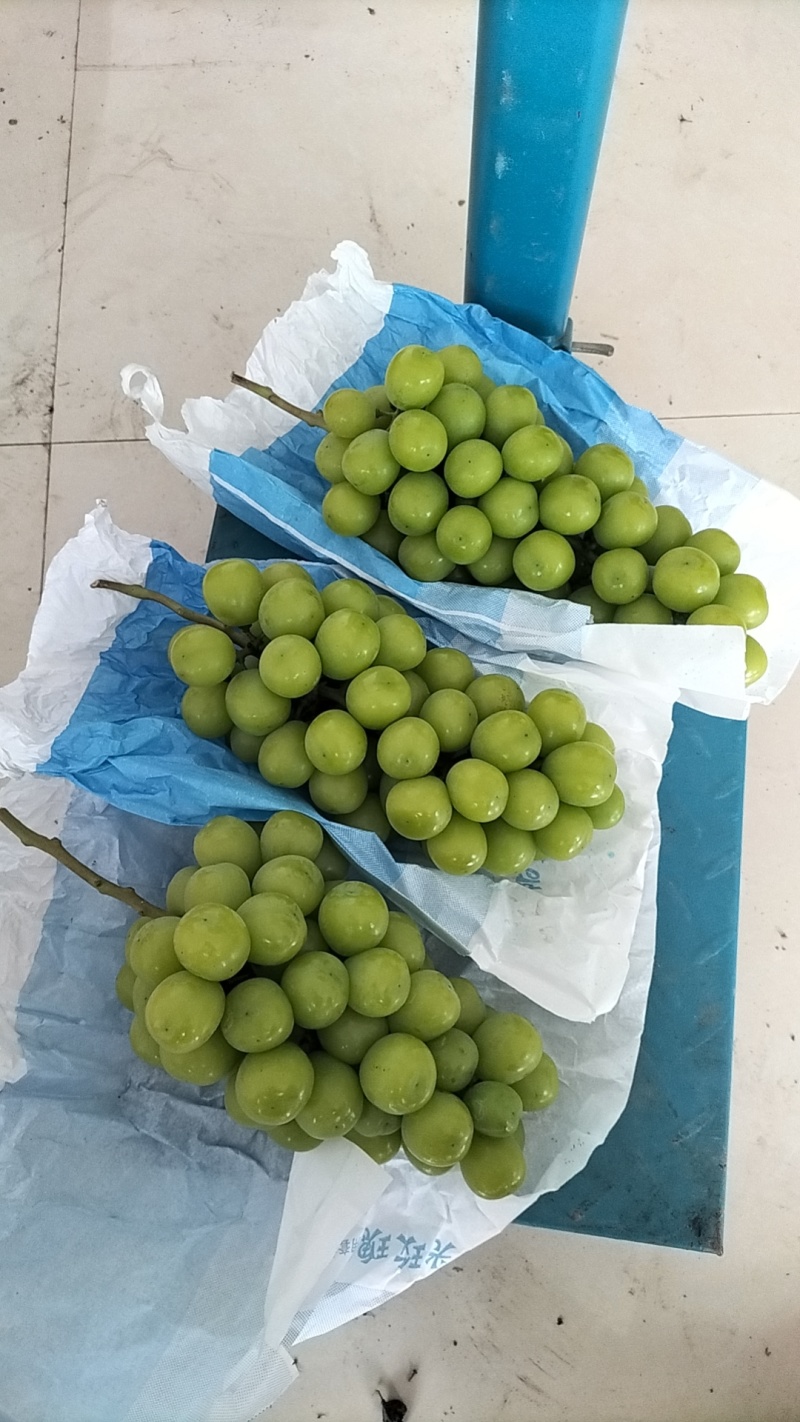 精品阳光玫瑰大果粒糖度好串行漂亮
