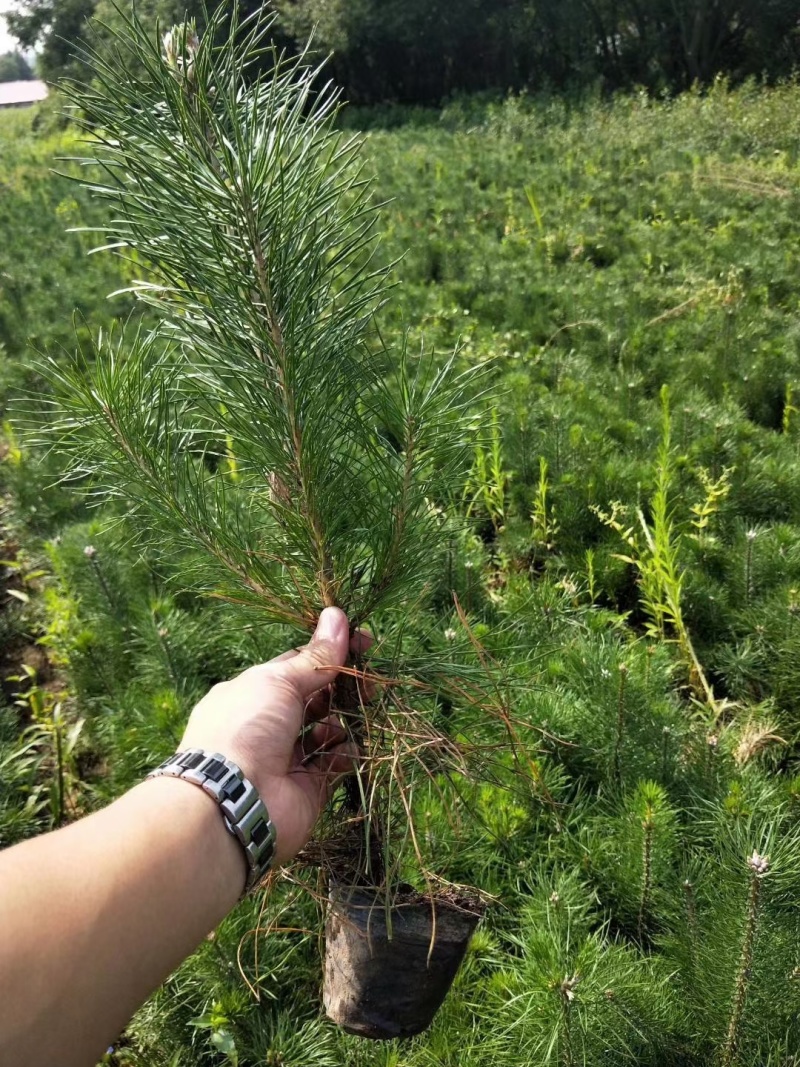 落叶松杯苗小苗，油松樟子松红松，东北货源